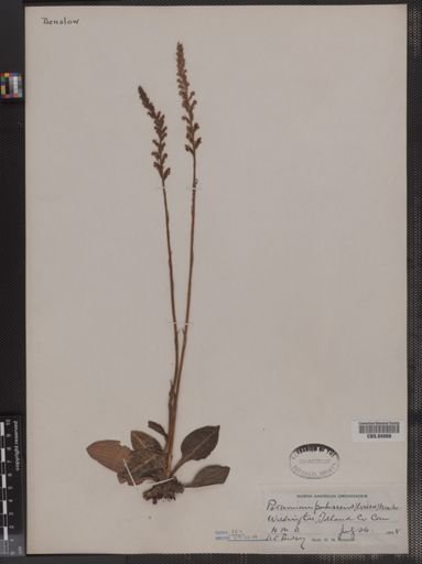 Peramium pubescens
