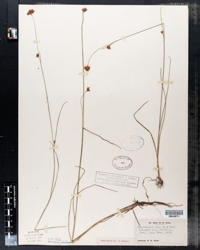 Rhynchospora alba