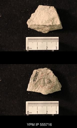Productus pertenuis