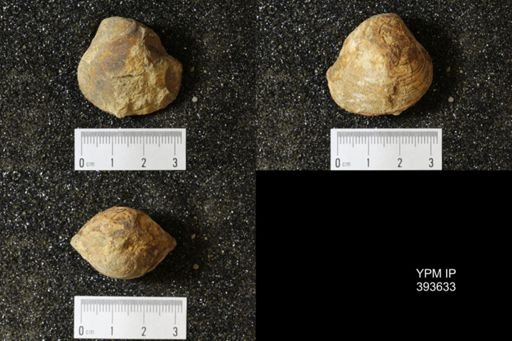 Corbicula?