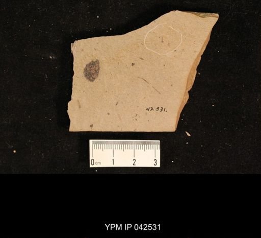 undet. Hexapoda