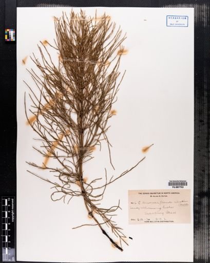 Equisetum arvense