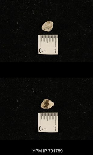 undet. Brachiopoda