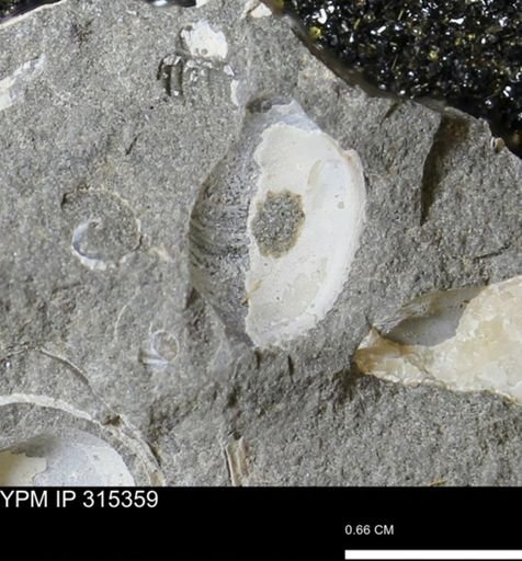 undet. Bivalvia