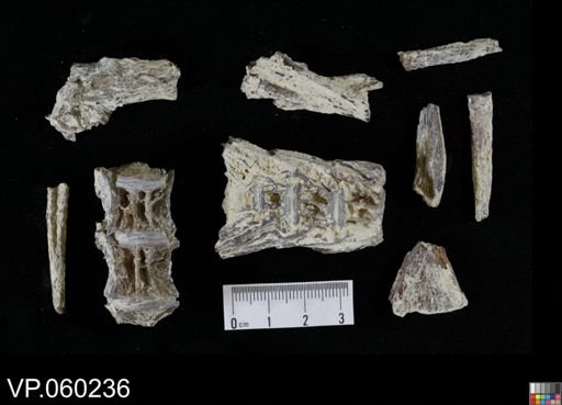 undet. Aulopiformes