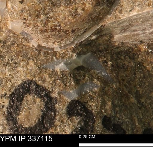 undet. Mollusca