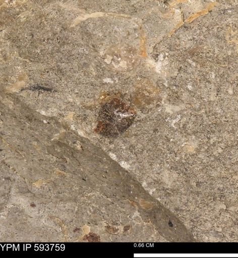 Baculites sp.