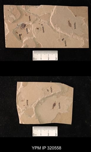 undet. Coleoptera