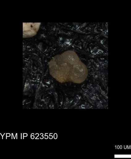 undet. Foraminiferida