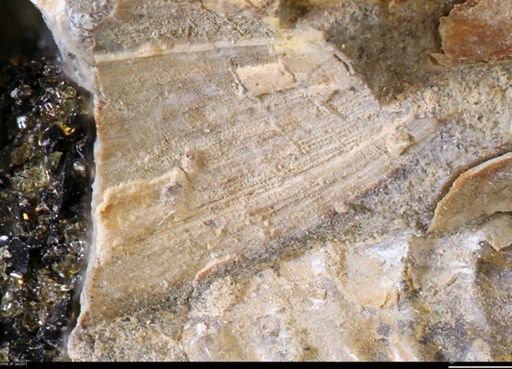 undet. Bivalvia