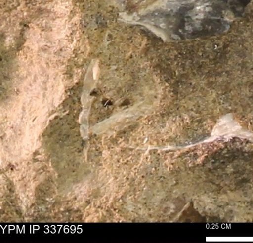 undet. Mollusca