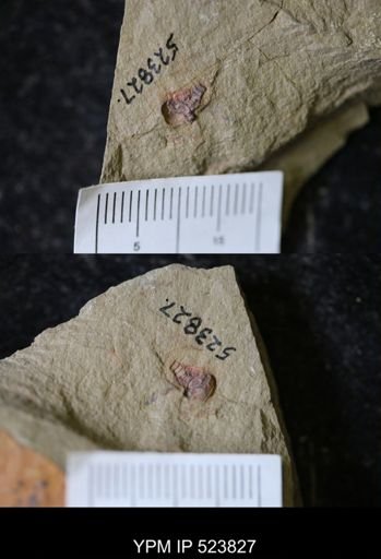 undet. Arthropoda