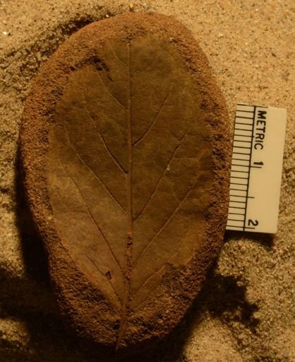 Populus kansaseana