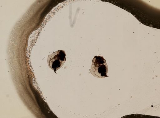 Asplanchnopus dahlgreni
