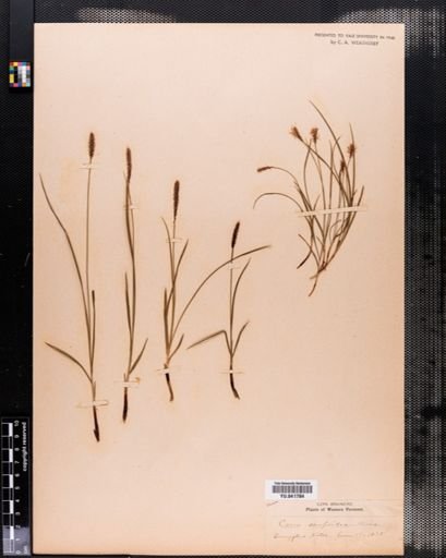Carex scirpoidea