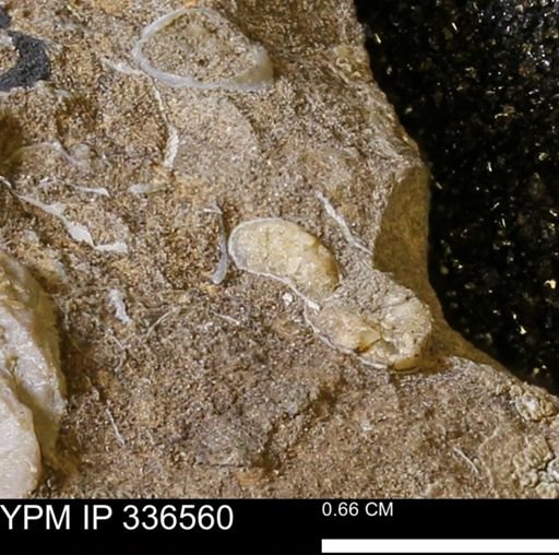 undet. Bivalvia