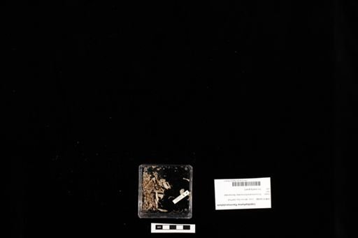 Lepidophyma flavimaculatum