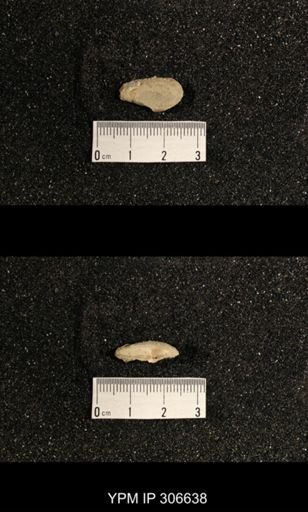 Phestia bellistriata