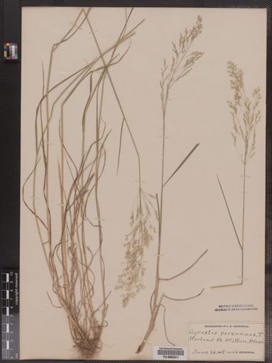 Agrostis perennans
