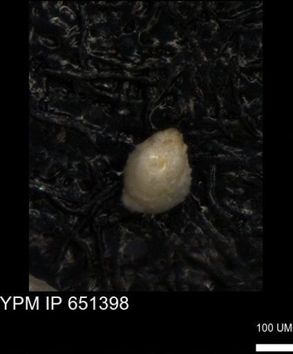 undet. Foraminiferida