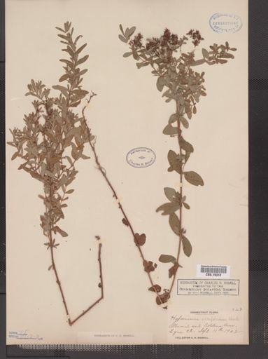 Hypericum ellipticum