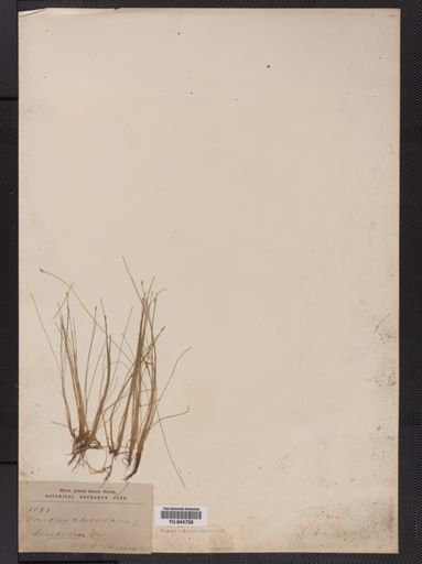 Eleocharis acicularis