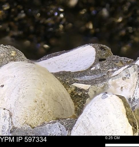 Limopsis striatopunctatus