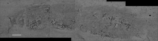 undet. Staphylinidae
