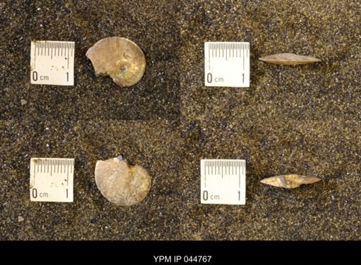 Sphenodiscus lenticularis