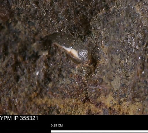 Mollusca