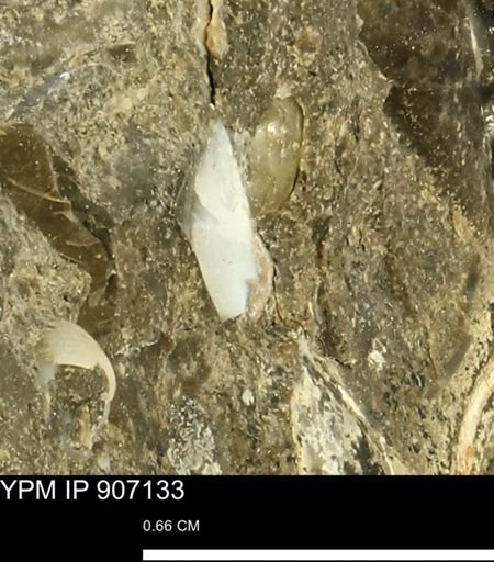 undet. Mollusca