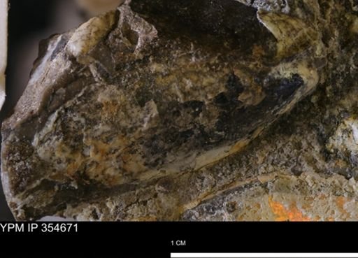 Pseudoptera subtortuosa