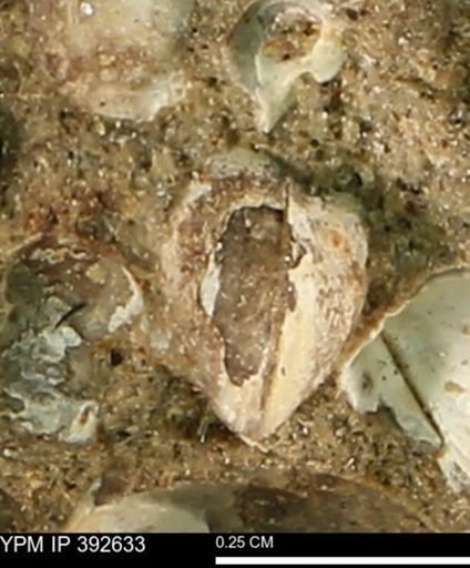 Protocardia subquadrata