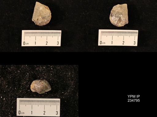 Marginifera splendens