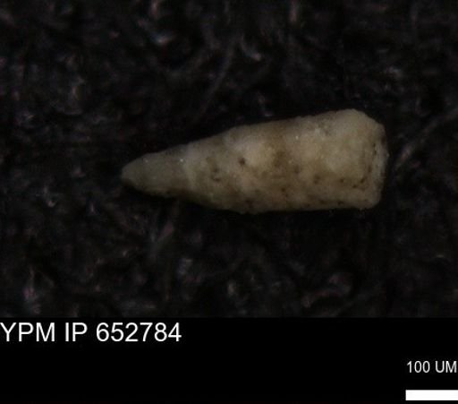 Echinoidea?