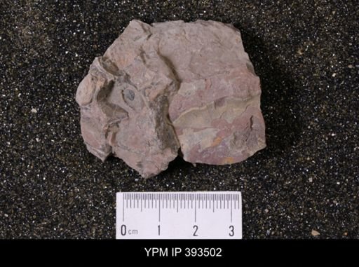 Scaphites sp.