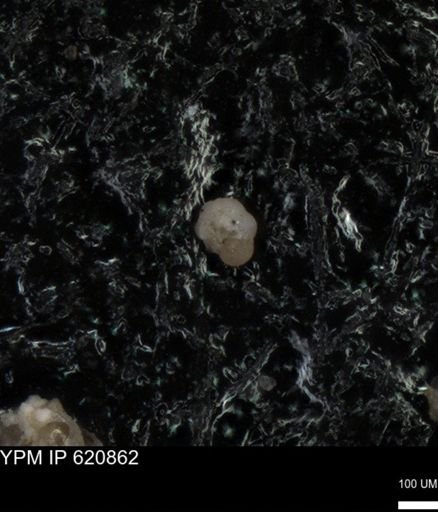 undet. Rugoglobigerinidae