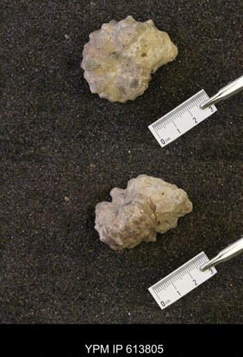 Neogastroplites sp.