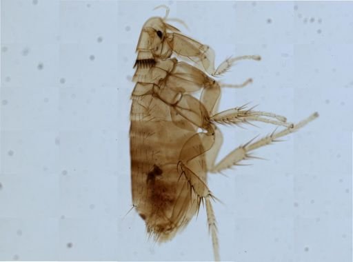 Nosopsyllus fasciatus