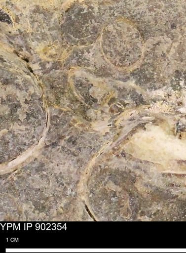 Baculites