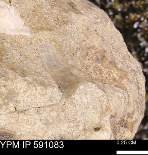 undet. Mollusca