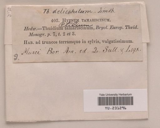 Thuidium delicatulum