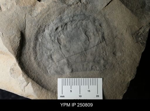 Eurypterus remipes
