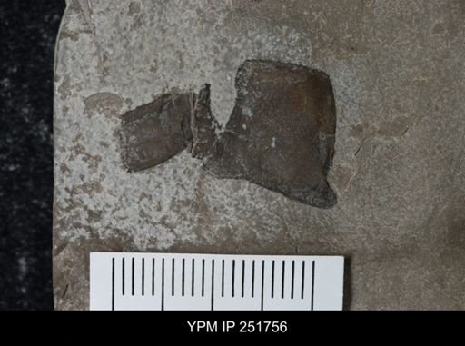 undet. Eurypterida