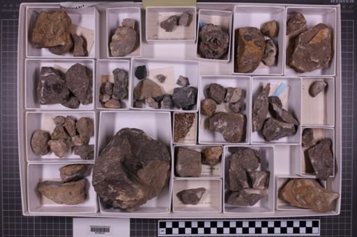 mixed taxa, stratigraphic collection