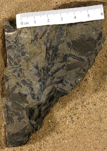 Conago chartifera
