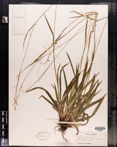 Carex arctata
