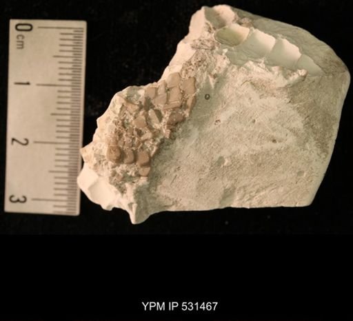 Goniaster sp.
