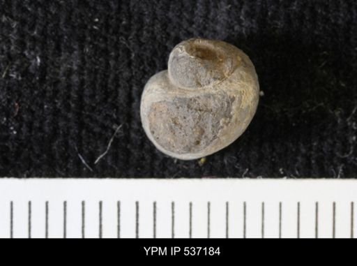 Viviparus montanaensis