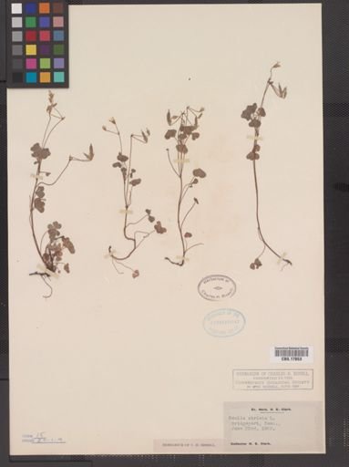 Oxalis stricta